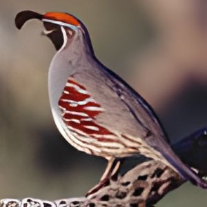 quail bird sounds soundboard com create download quail bird sounds soundboard com create download