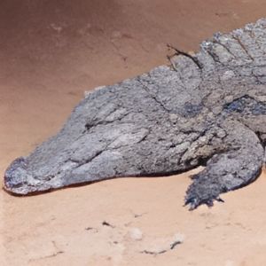 Crocodile_sounds_audio