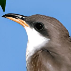 Cuckoo Bird Sounds Soundboard com Create Download Free Sounds Cuckoo Bird Sounds Soundboard com Create Download Free Sounds
