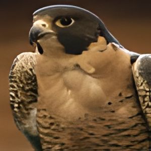 Falcon_sounds_falcons