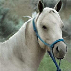Horse_sounds_audio