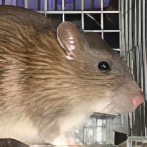 Mouse_Rat_sounds