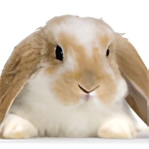 Rabbit_Bunny_Sounds_audio