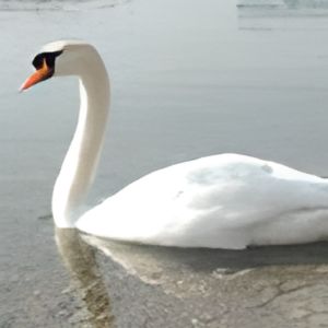 Swan_Sounds